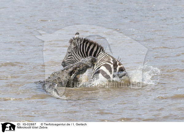 Nilkrokodil ttet Zebra / IG-02887