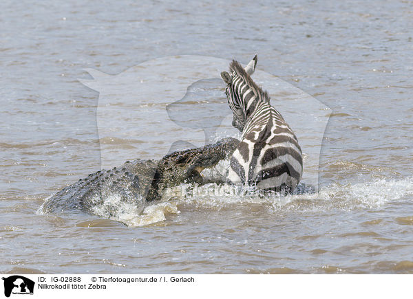 Nilkrokodil ttet Zebra / IG-02888