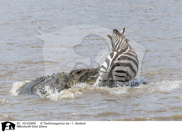 Nilkrokodil ttet Zebra / Nile Crocodile kills Zebra / IG-02889