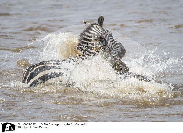 Nilkrokodil ttet Zebra / Nile Crocodile kills Zebra / IG-02892