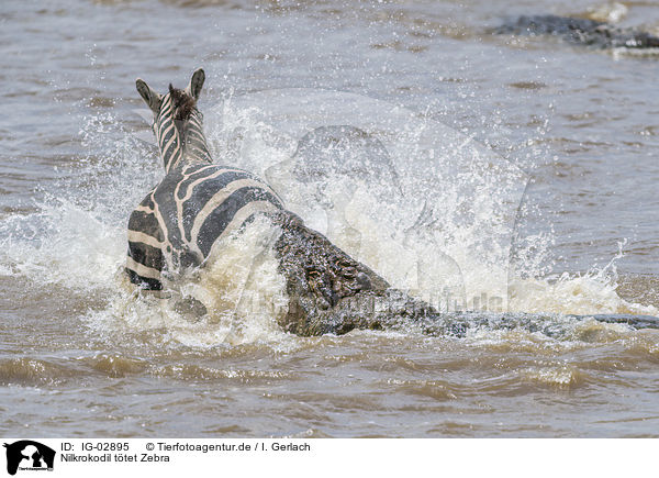 Nilkrokodil ttet Zebra / Nile Crocodile kills Zebra / IG-02895