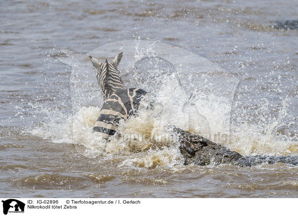 Nilkrokodil ttet Zebra / IG-02896