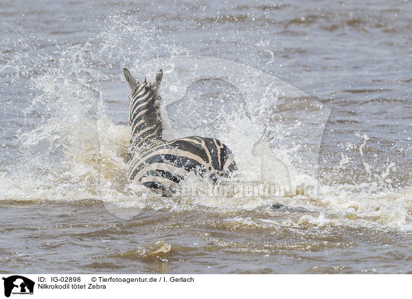 Nilkrokodil ttet Zebra / Nile Crocodile kills Zebra / IG-02898