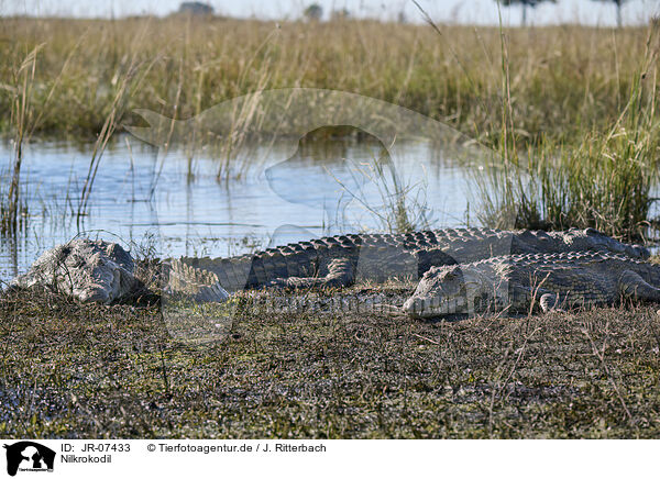 Nilkrokodil / Nile crocodile / JR-07433