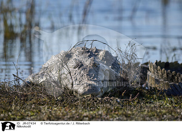 Nilkrokodil / Nile crocodile / JR-07434