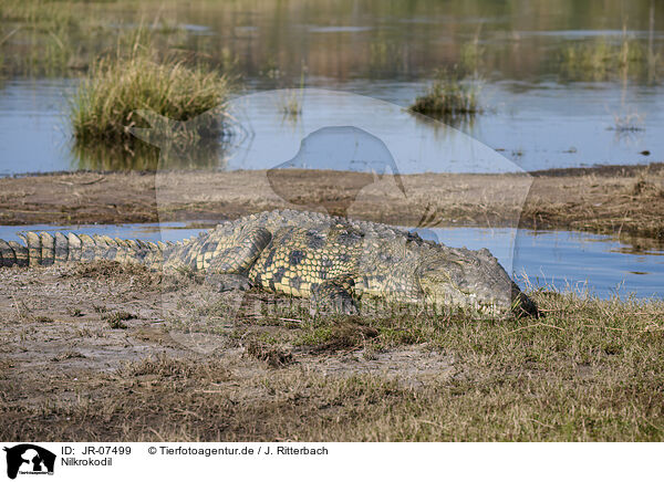Nilkrokodil / Nile crocodile / JR-07499