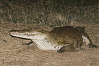 Nilkrokodil