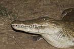 Nilkrokodil