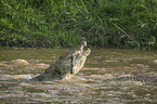 Nilkrokodil frisst Zebra