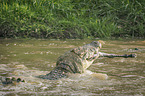 Nilkrokodil frisst Zebra