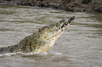 Nilkrokodil frisst Zebra