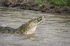 Nilkrokodil frisst Zebra