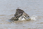 Nilkrokodil tötet Zebra