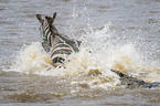 Nilkrokodil tötet Zebra