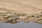 Nilkrokodil