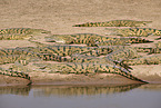 Nilkrokodil