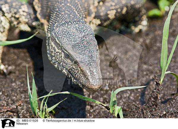 Nilwaran / nile monitor / MBS-01926