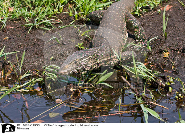 Nilwaran / nile monitor / MBS-01933