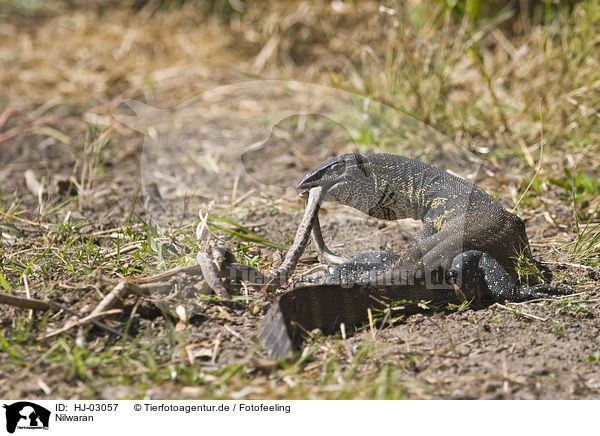 Nilwaran / nile monitor / HJ-03057