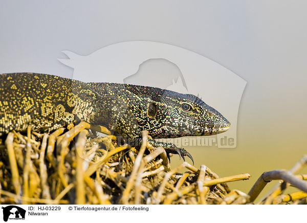 Nilwaran / nile monitor / HJ-03229