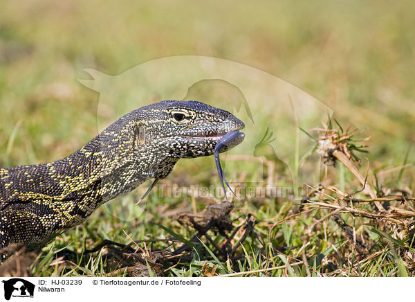 Nilwaran / nile monitor / HJ-03239