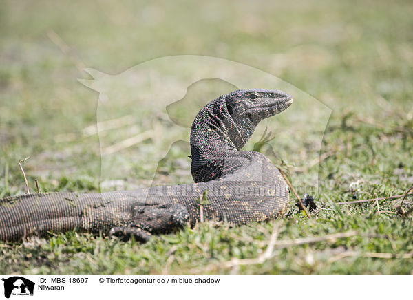 Nilwaran / Nile monitor / MBS-18697