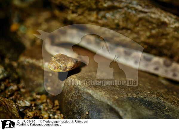 N�rdliche Katzenaugenschlange / northern cat-eyed snake / JR-05465