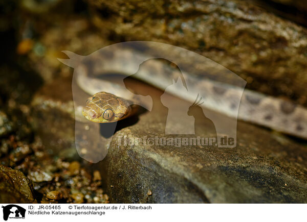 Nrdliche Katzenaugenschlange / northern cat-eyed snake / JR-05465
