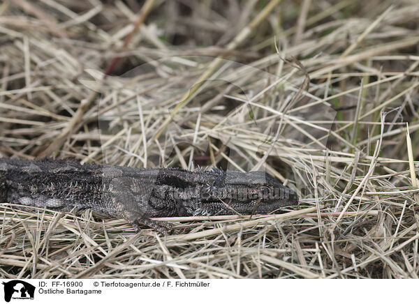 �stliche Bartagame / eastern bearded dragon / FF-16900