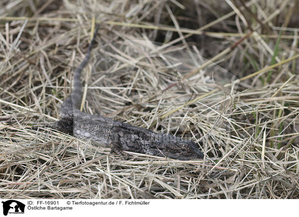 �stliche Bartagame / eastern bearded dragon / FF-16901