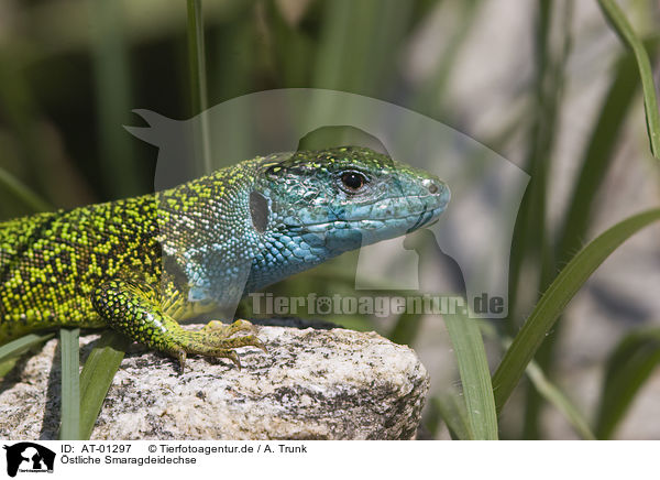 stliche Smaragdeidechse / European green lizard / AT-01297
