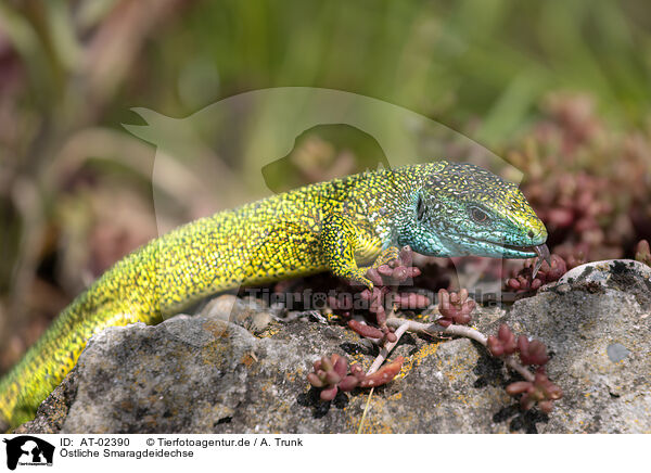 stliche Smaragdeidechse / European green lizard / AT-02390