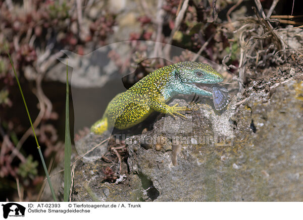 stliche Smaragdeidechse / European green lizard / AT-02393