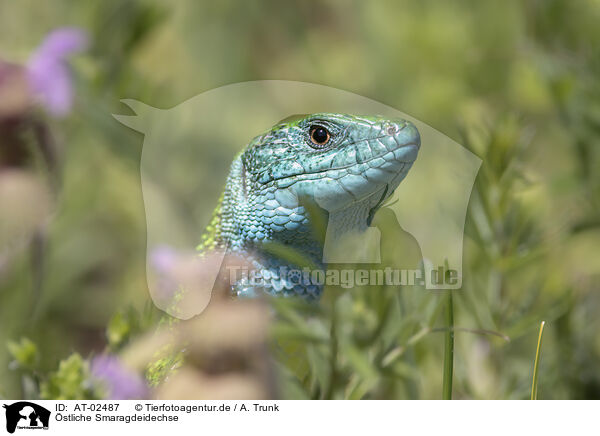 stliche Smaragdeidechse / AT-02487