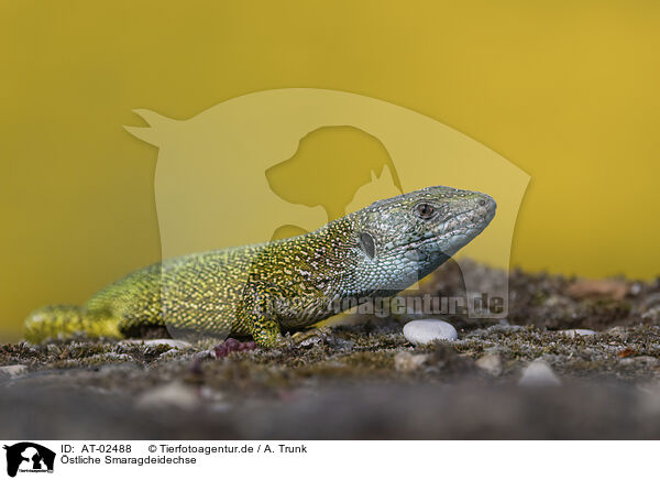 stliche Smaragdeidechse / European green lizard / AT-02488