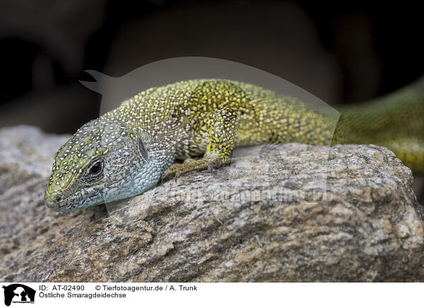 stliche Smaragdeidechse / European green lizard / AT-02490