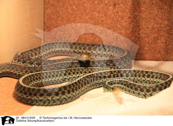 stliche Strumpfbandnattern / Eastern garter snakes / MH-01836