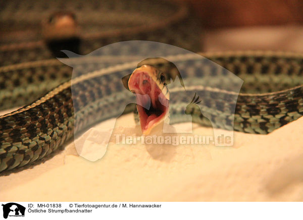 stliche Strumpfbandnatter / Eastern garter snake / MH-01838
