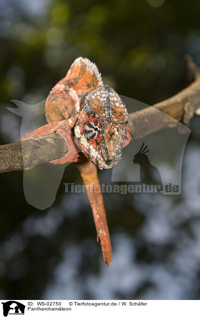 Pantherchamleon / panther chameleon / WS-02750