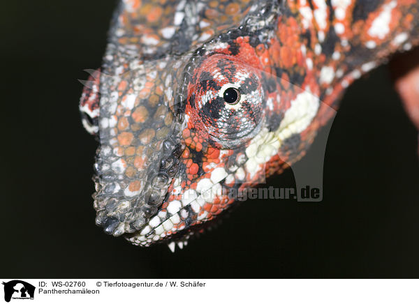 Pantherchamleon / panther chameleon / WS-02760