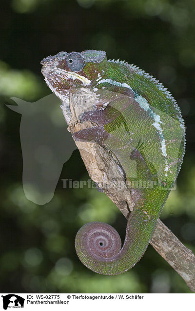 Pantherchamleon / panther chameleon / WS-02775