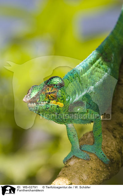 Pantherchamleon / panther chameleon / WS-02791