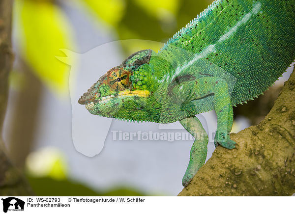 Pantherchamleon / panther chameleon / WS-02793