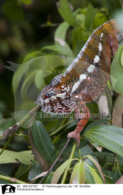 Pantherchamleon / panther chameleon / WS-02797