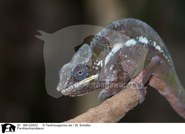 Pantherchamleon / panther chameleon / WS-02802