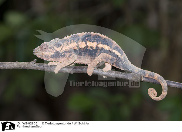 Pantherchamleon / panther chameleon / WS-02805