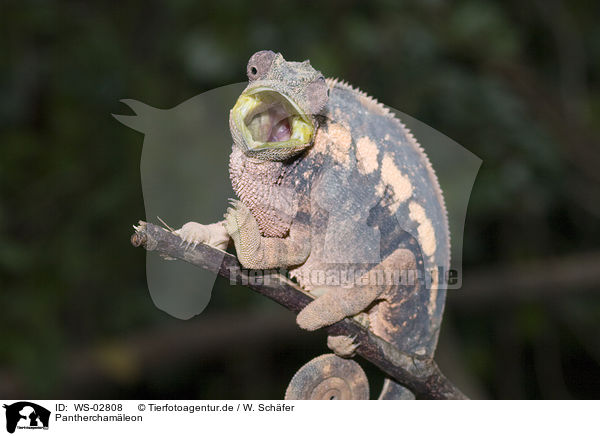 Pantherchamleon / panther chameleon / WS-02808