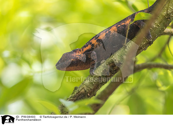 Pantherchamleon / Panther Chameleon / PW-08493