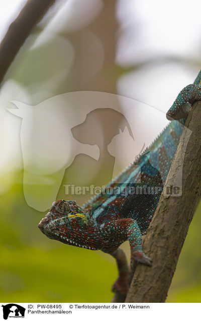 Pantherchamleon / Panther Chameleon / PW-08495