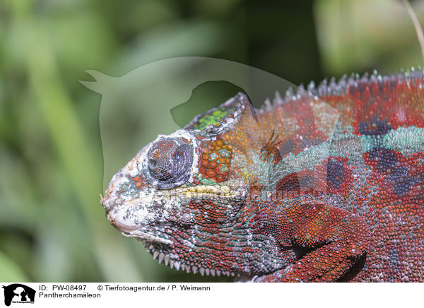 Pantherchamleon / Panther Chameleon / PW-08497